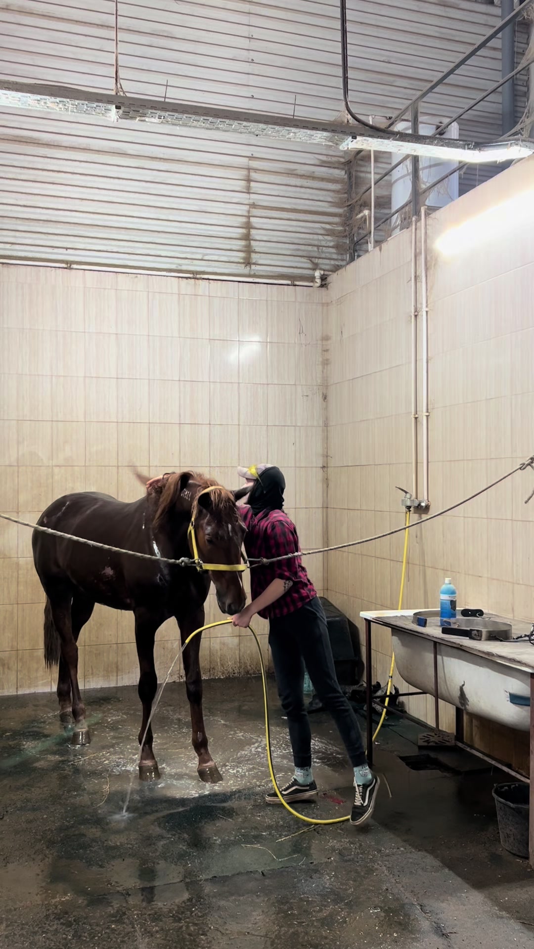 @ТГК: Sonya and the Trotters🐴