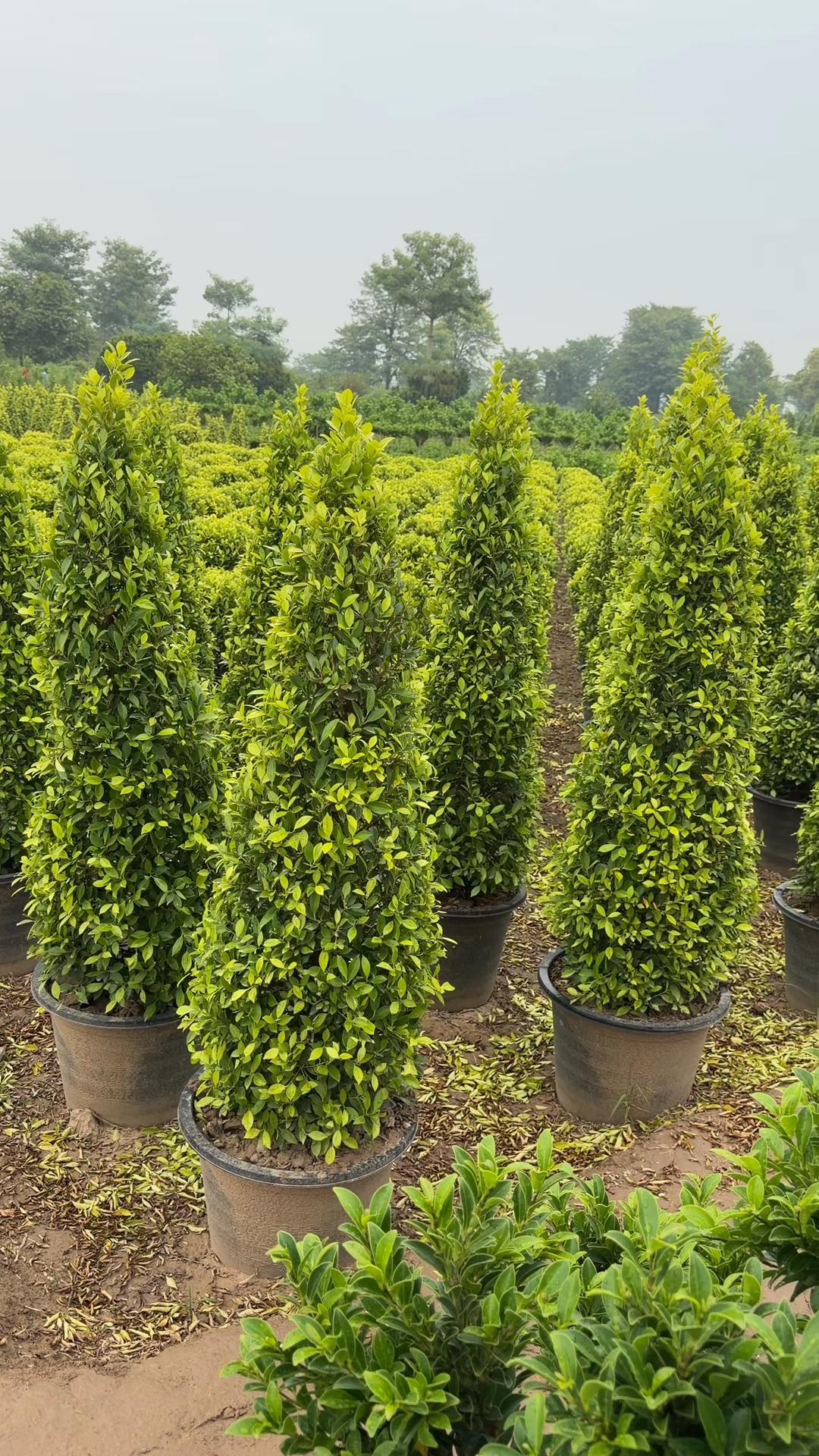 @AGP nursery farm pattoki