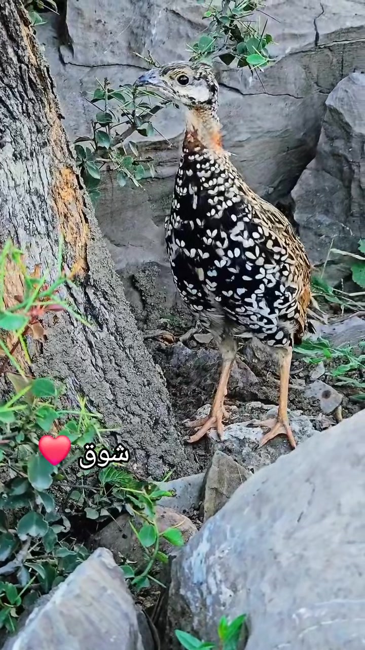 @Birds Lover