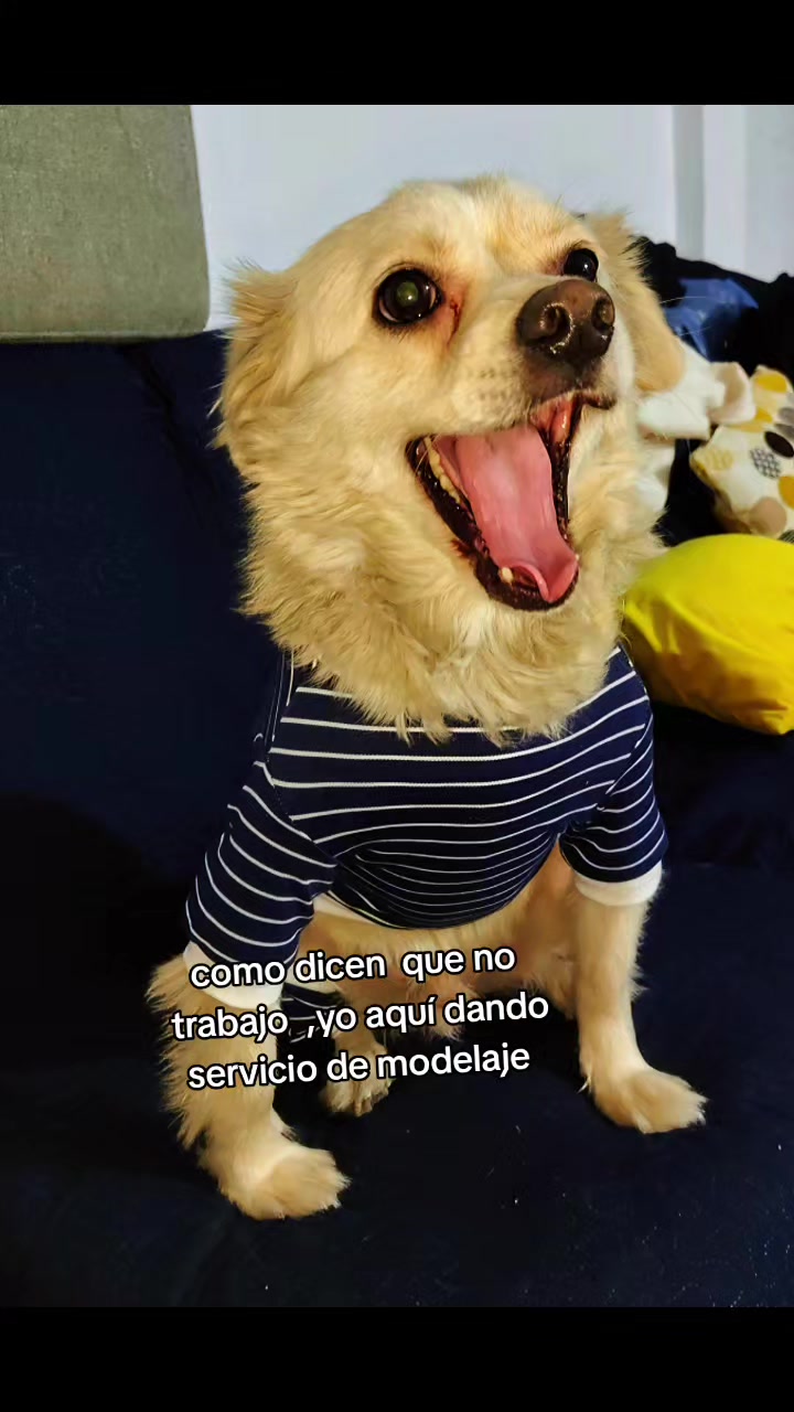 @gatita 😻