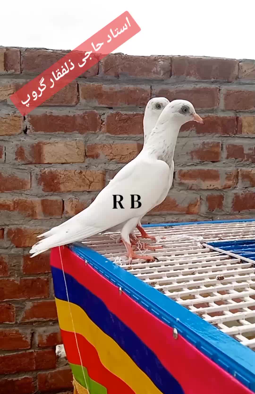 @Shok Jaranwala 25🕊️