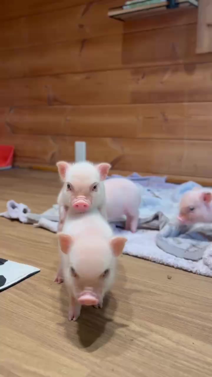 @pignic
