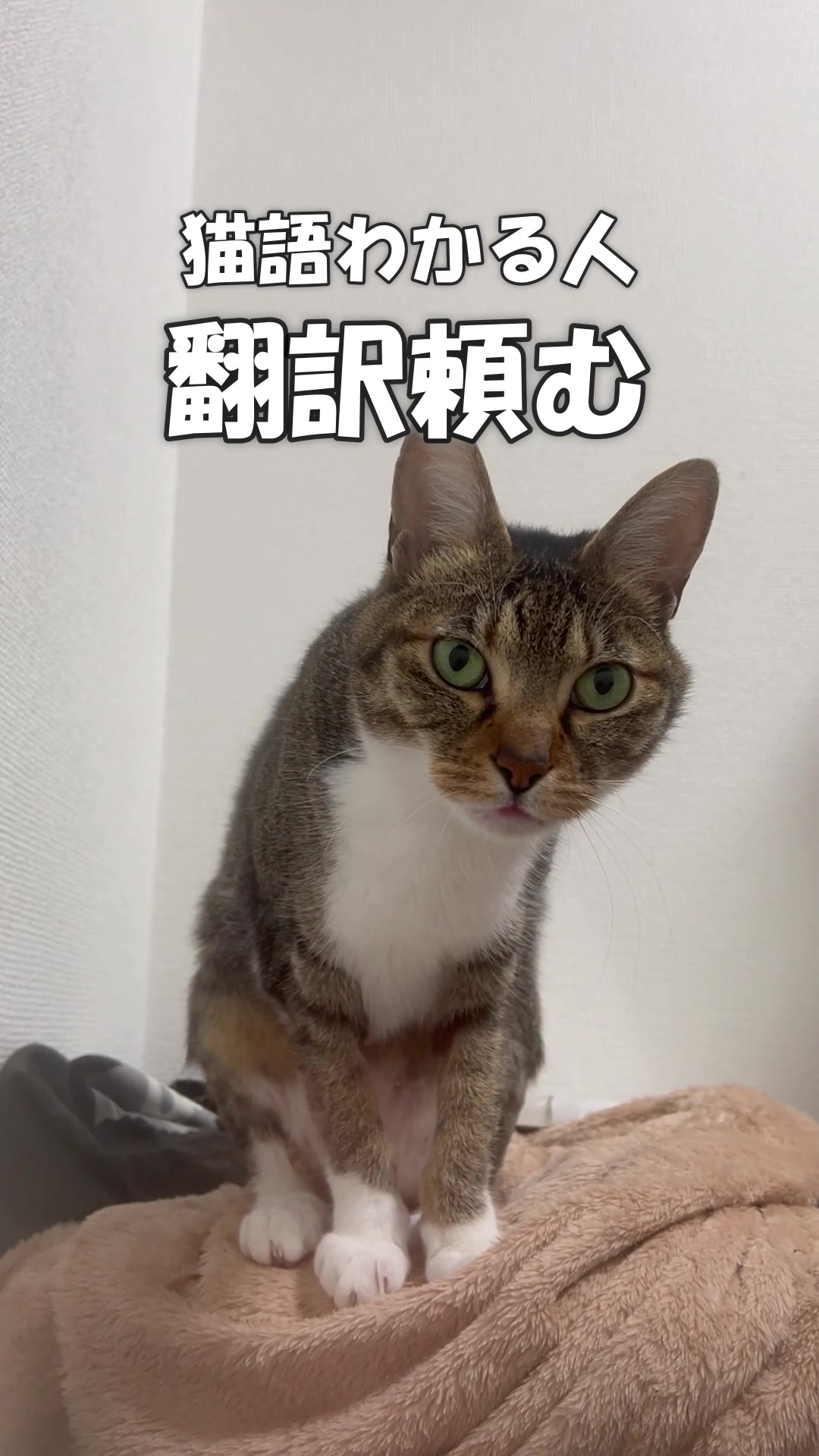 @なつめ友猫帳
