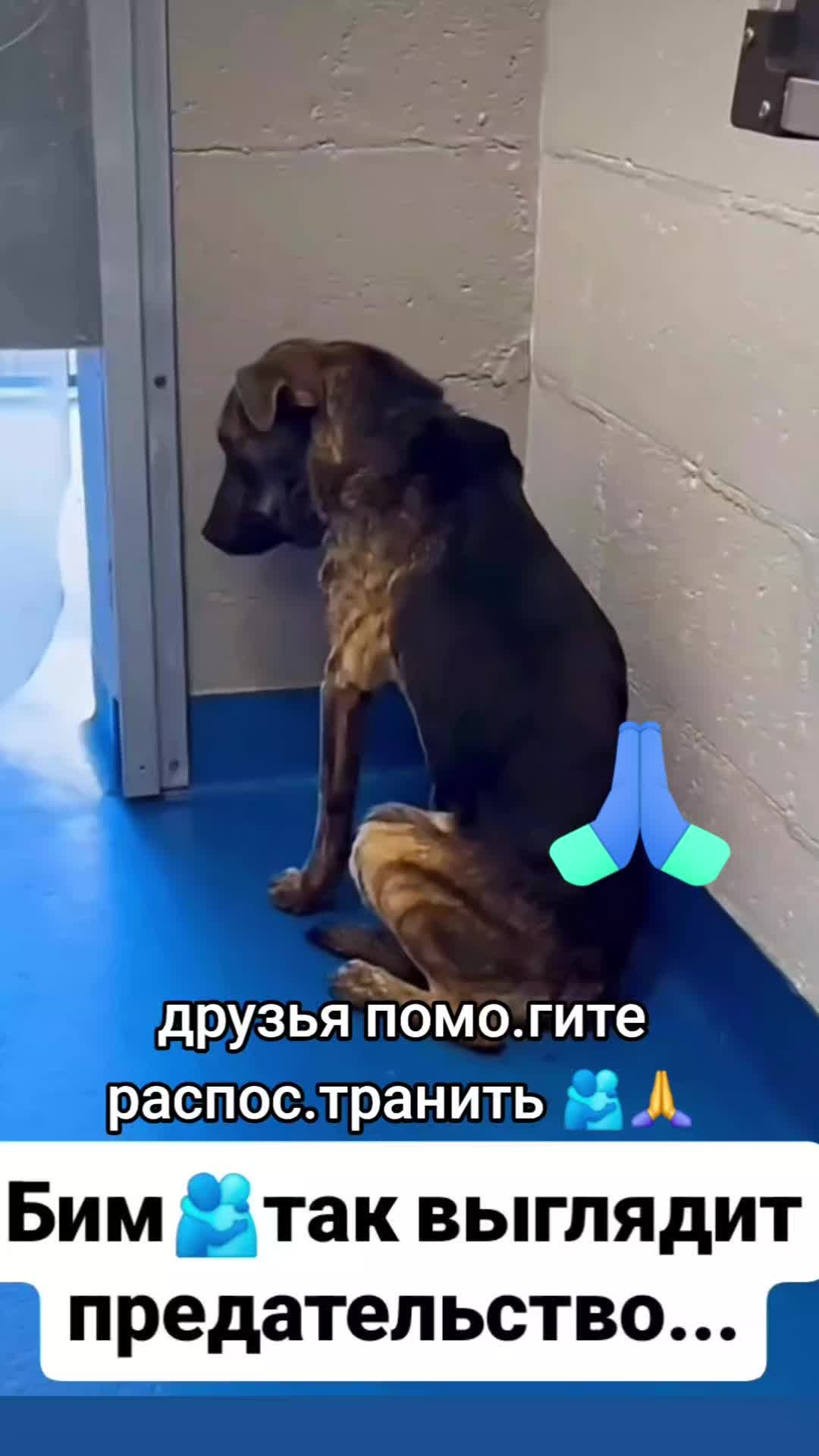 @animal
