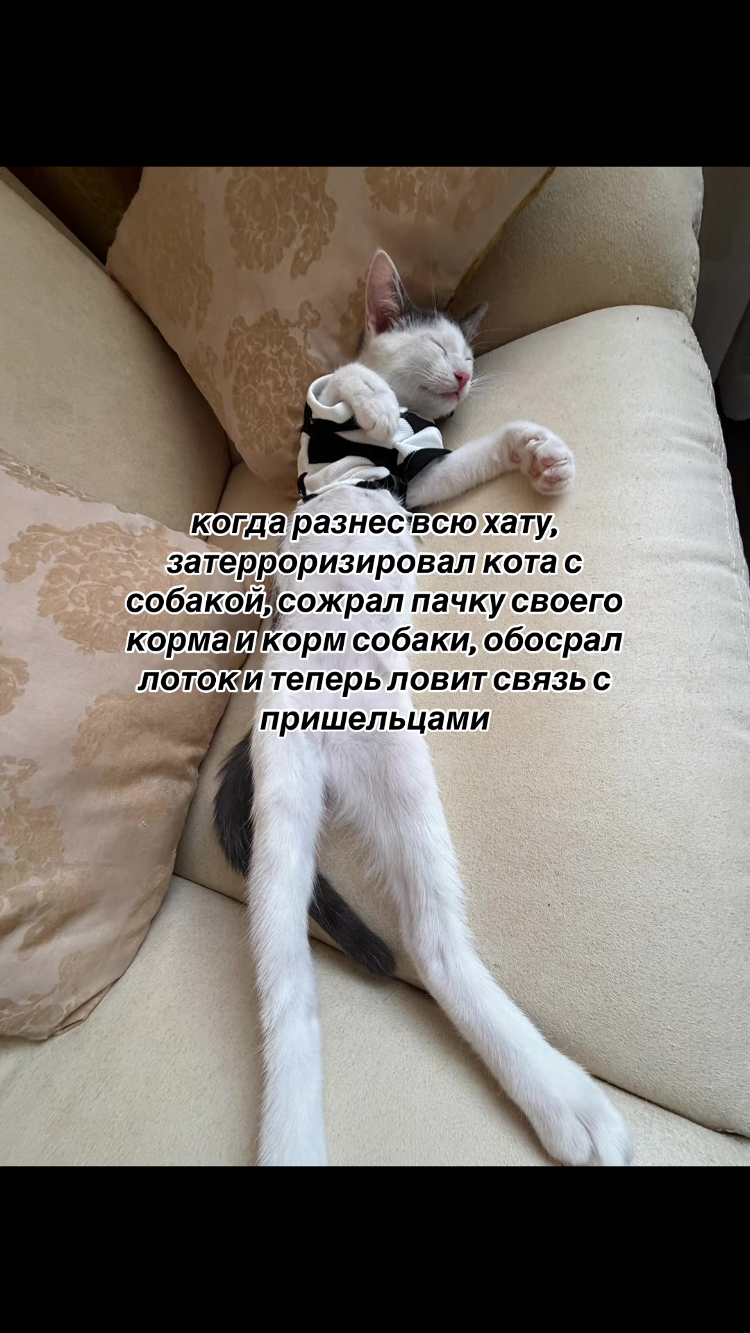 @sonkaaaa