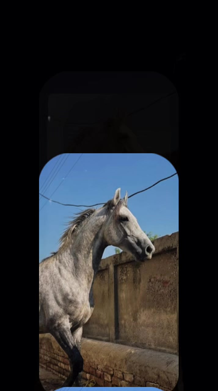 @Afaq gujjar chakora
