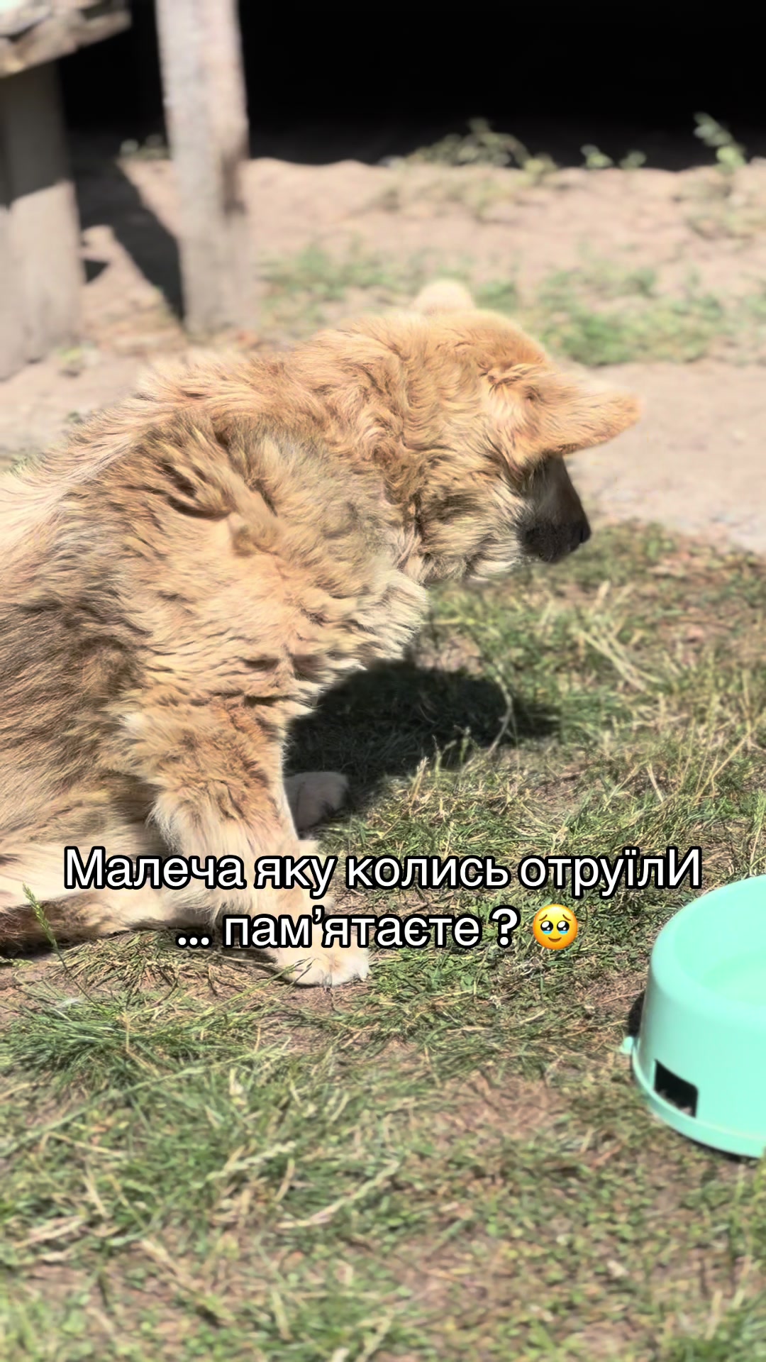 @tanya.help.animal