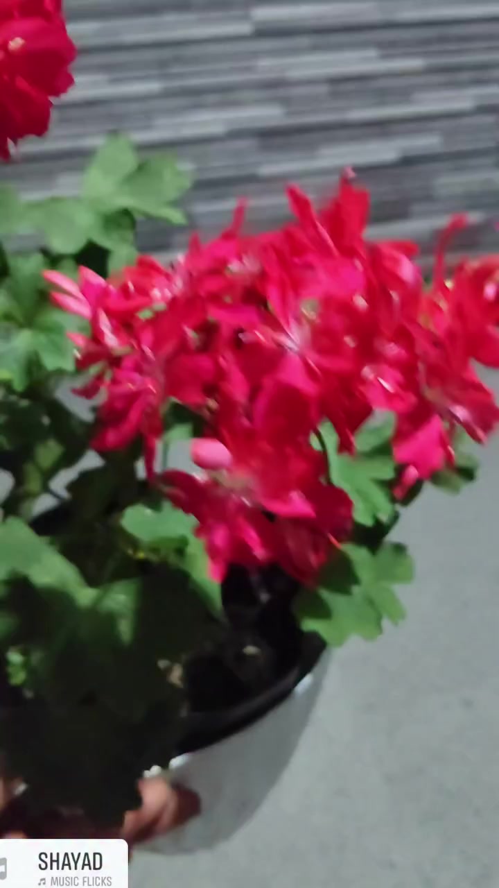 @💧Çiçek dostu 🇹🇷💧