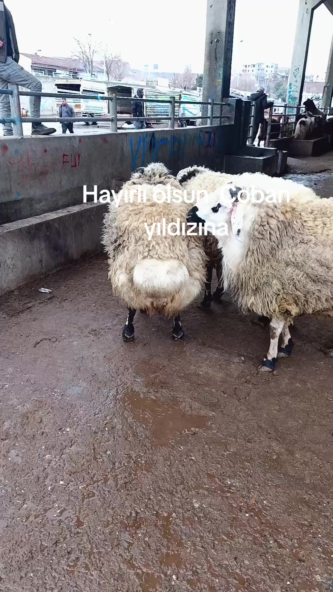 @Hebun Ayaz
