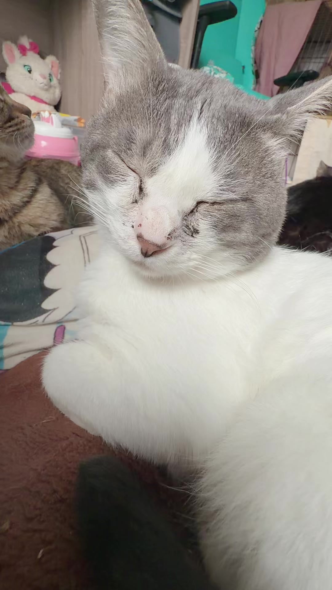 @𝓡𝓮𝓷🍯🐈