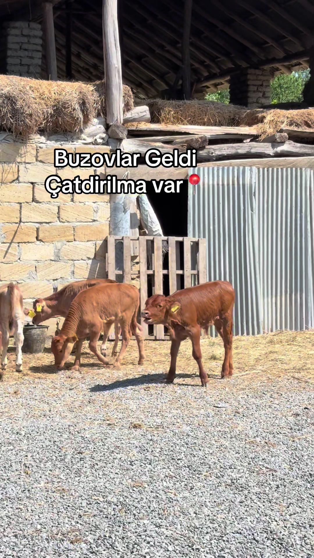 @051.663.50-81