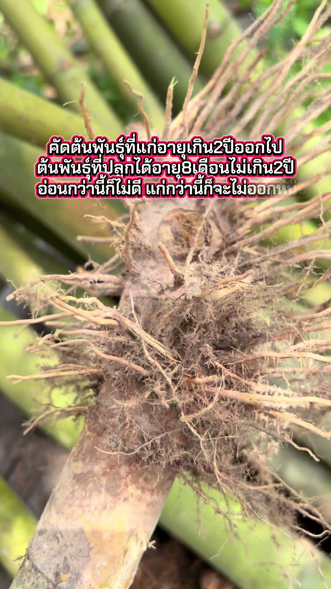 @นัดดาชอป
