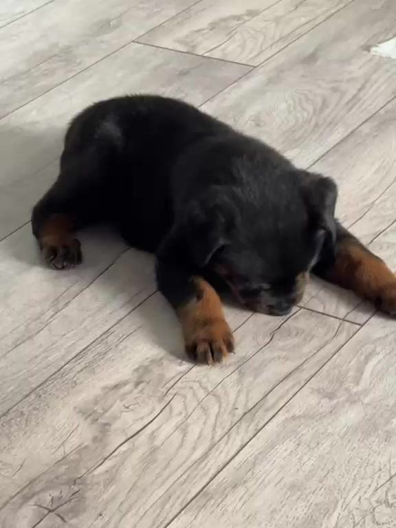 @RottweilerBaku