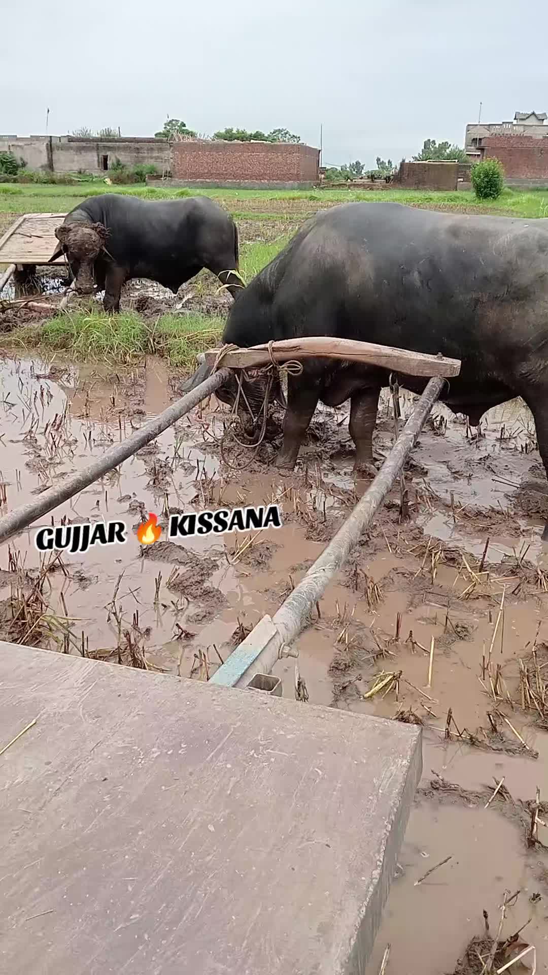 @𝐆𝐔𝐉𝐉𝐀𝐑 𝐊𝐈𝐒𝐒𝐀𝐍𝐀55