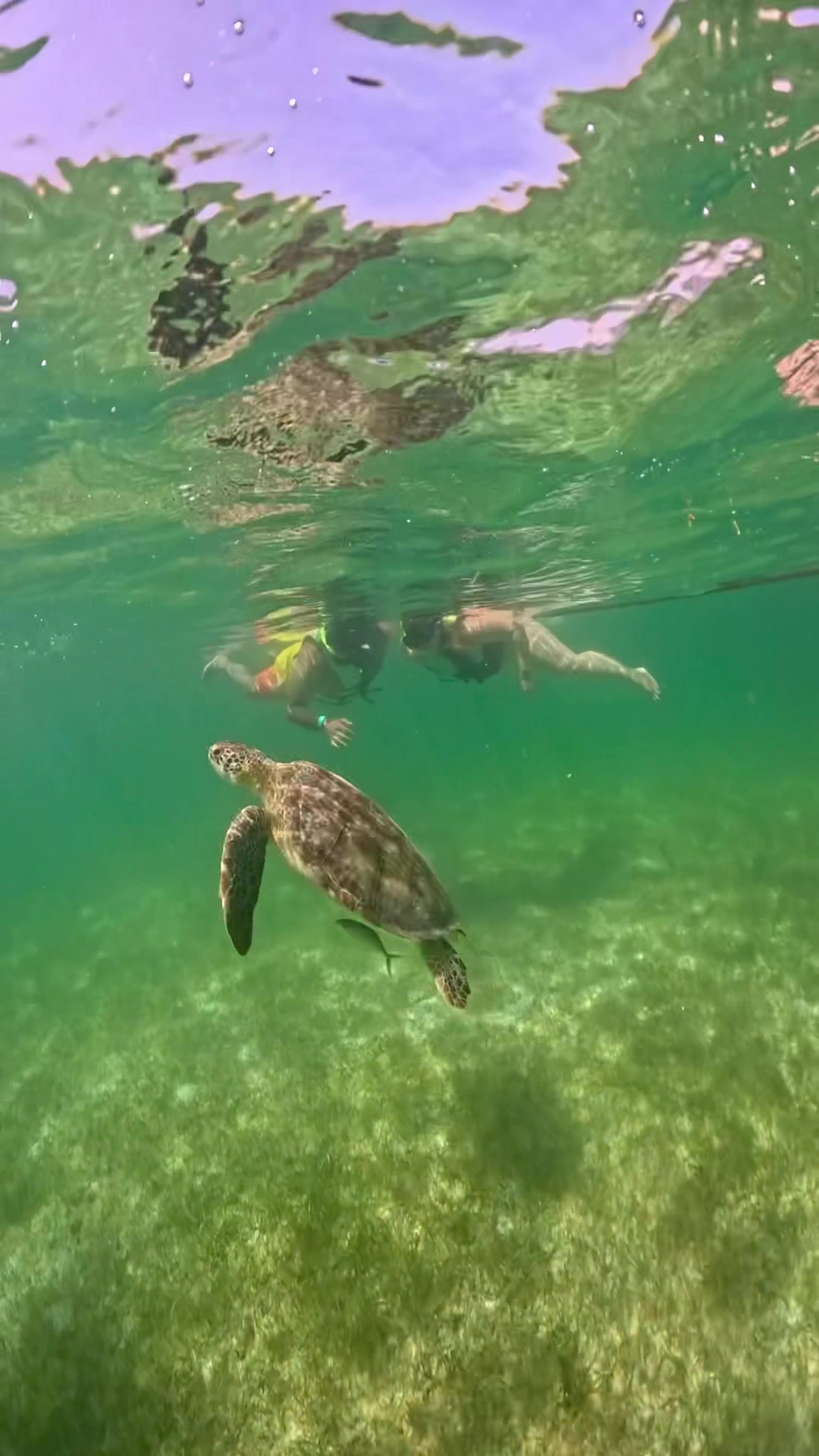 @akumal mayan vip tours