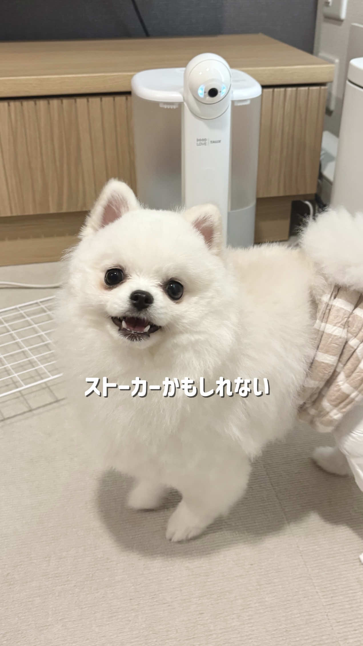 @ポメラニアンのミル🍼