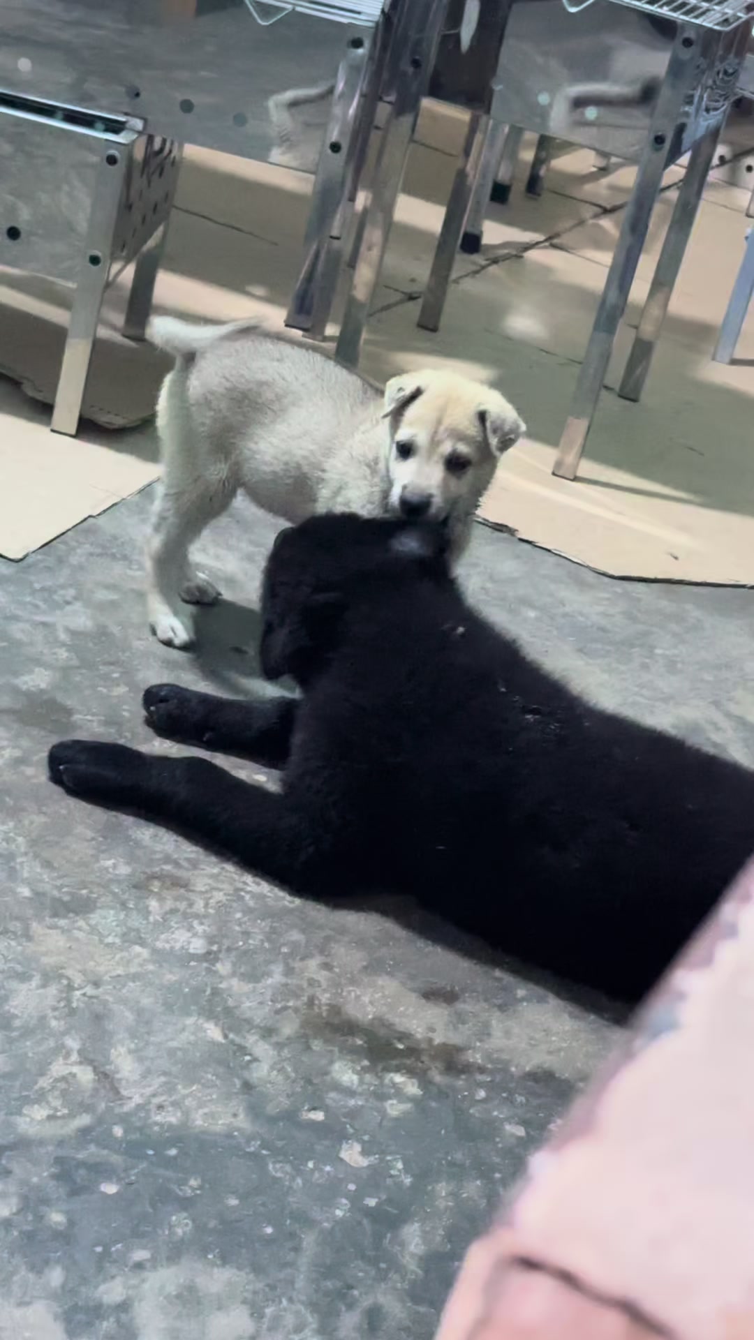 @Khi N&agrave;o Trắng Th&igrave; Đổi T&ecirc;n(Đen)