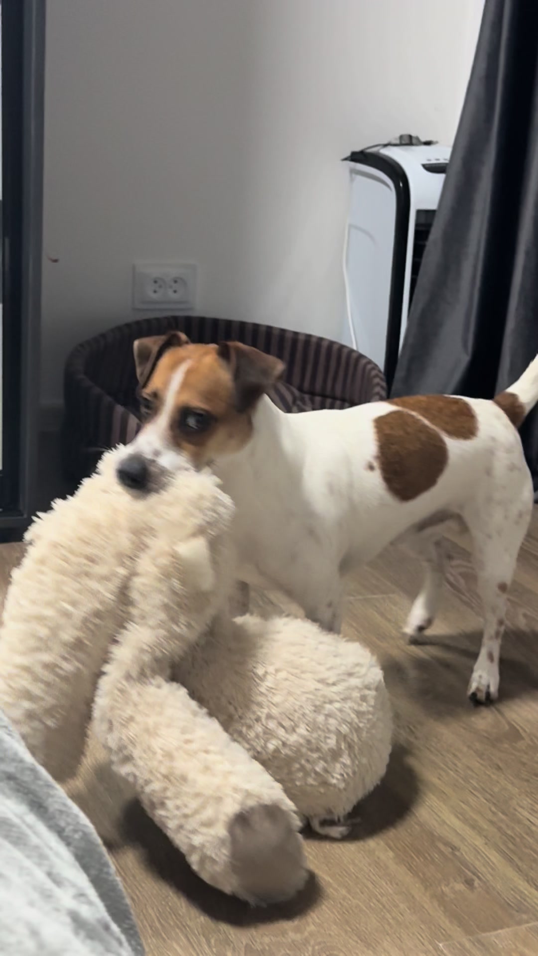 @люблю свою кожану🐶