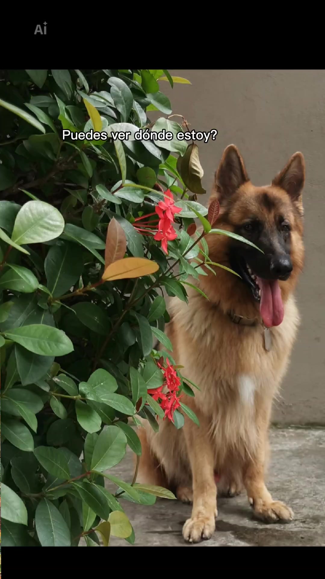 @Cachorretezeus