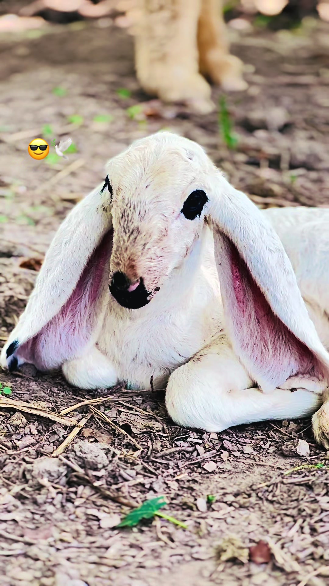 @🕊️ کا شی 💫