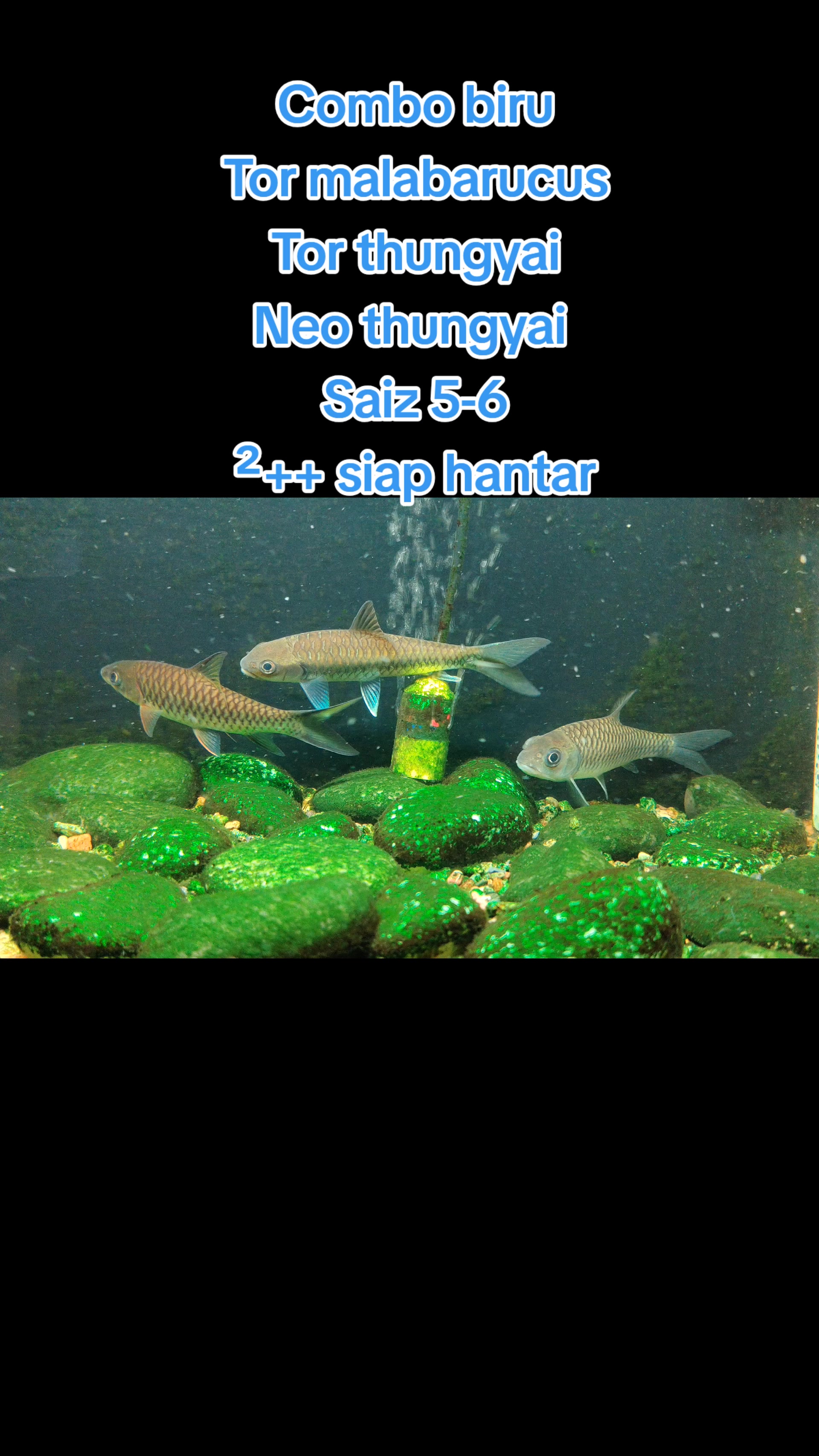 @Din_BB Aquatic