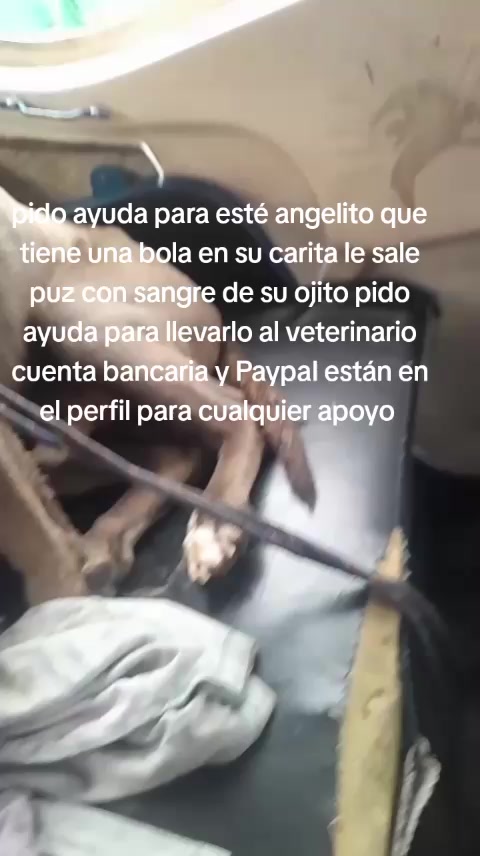 @Rescateyrefugio2