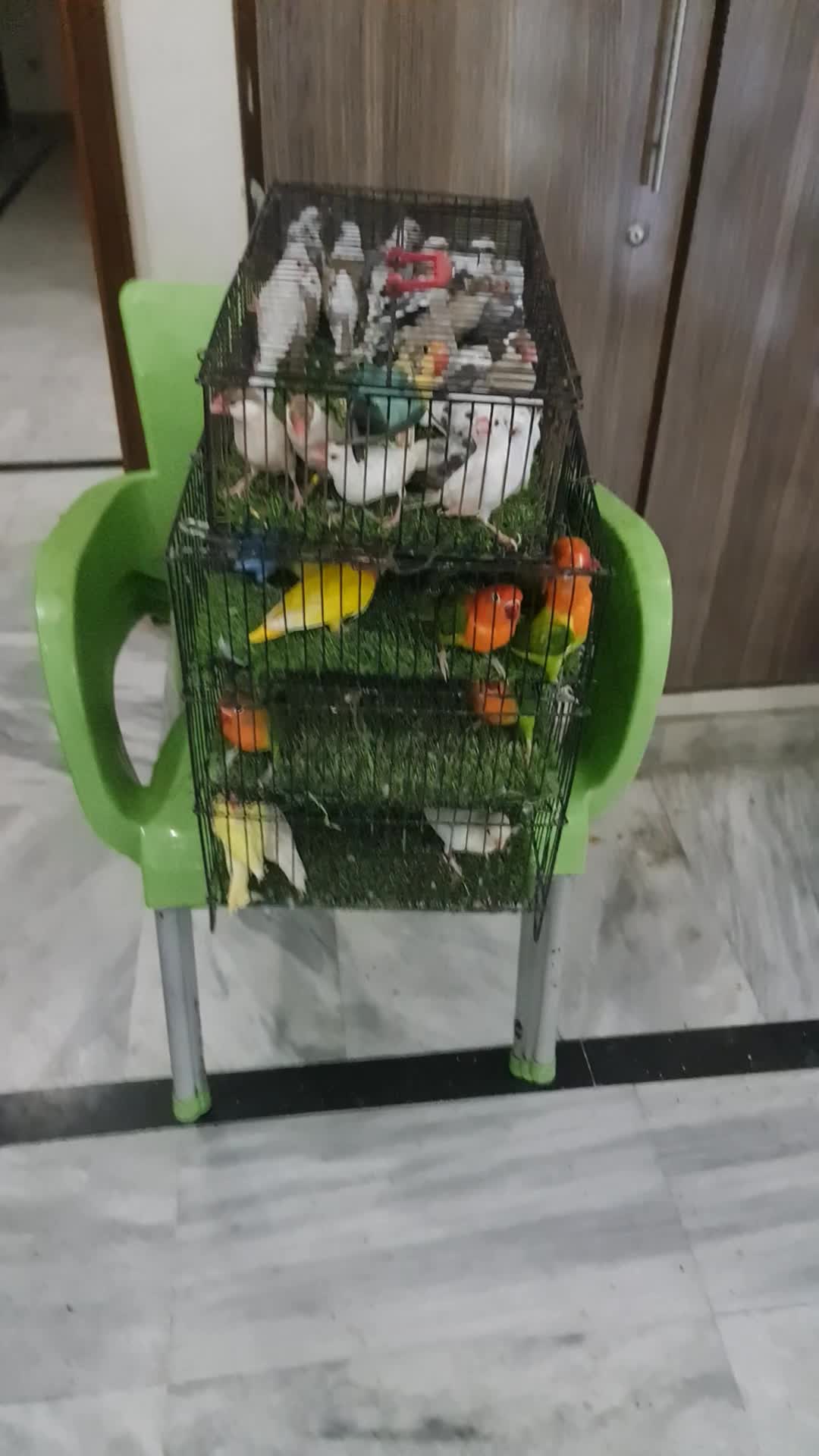 @ROYAL BIRD US