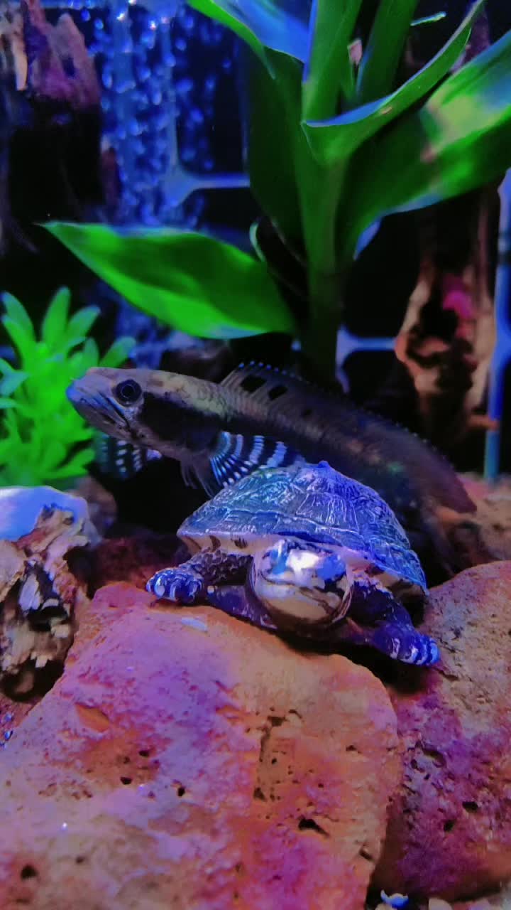 @🌈NeLsoN💚 PandaBaBy♂️