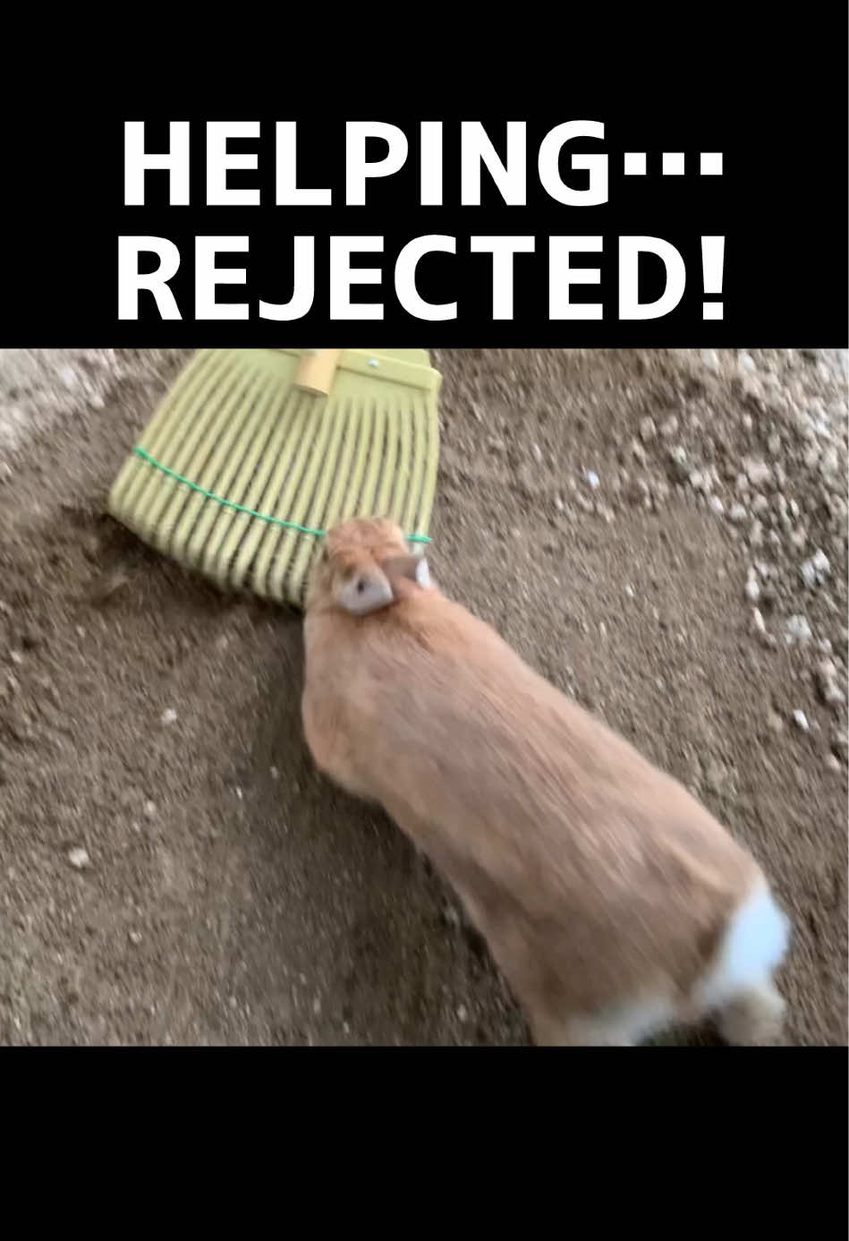 @rabbit man