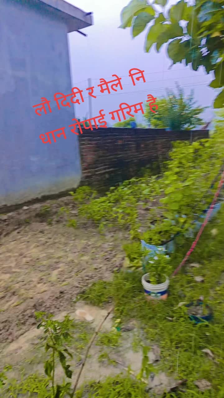 @saru gurung