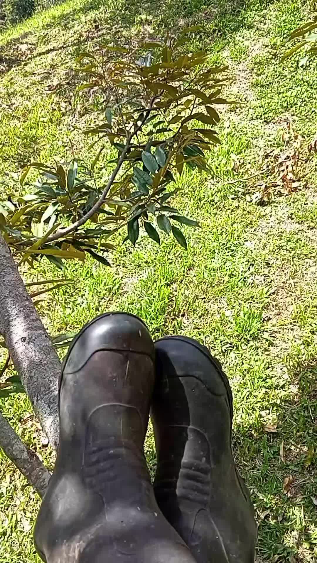 @ADY DURIAN FARM  🌳🚶