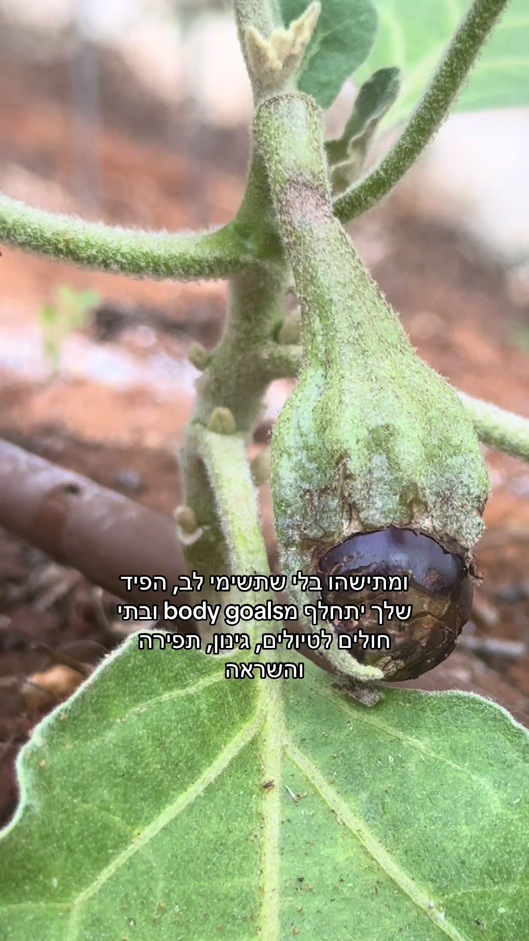 @מאיוש קושקוש