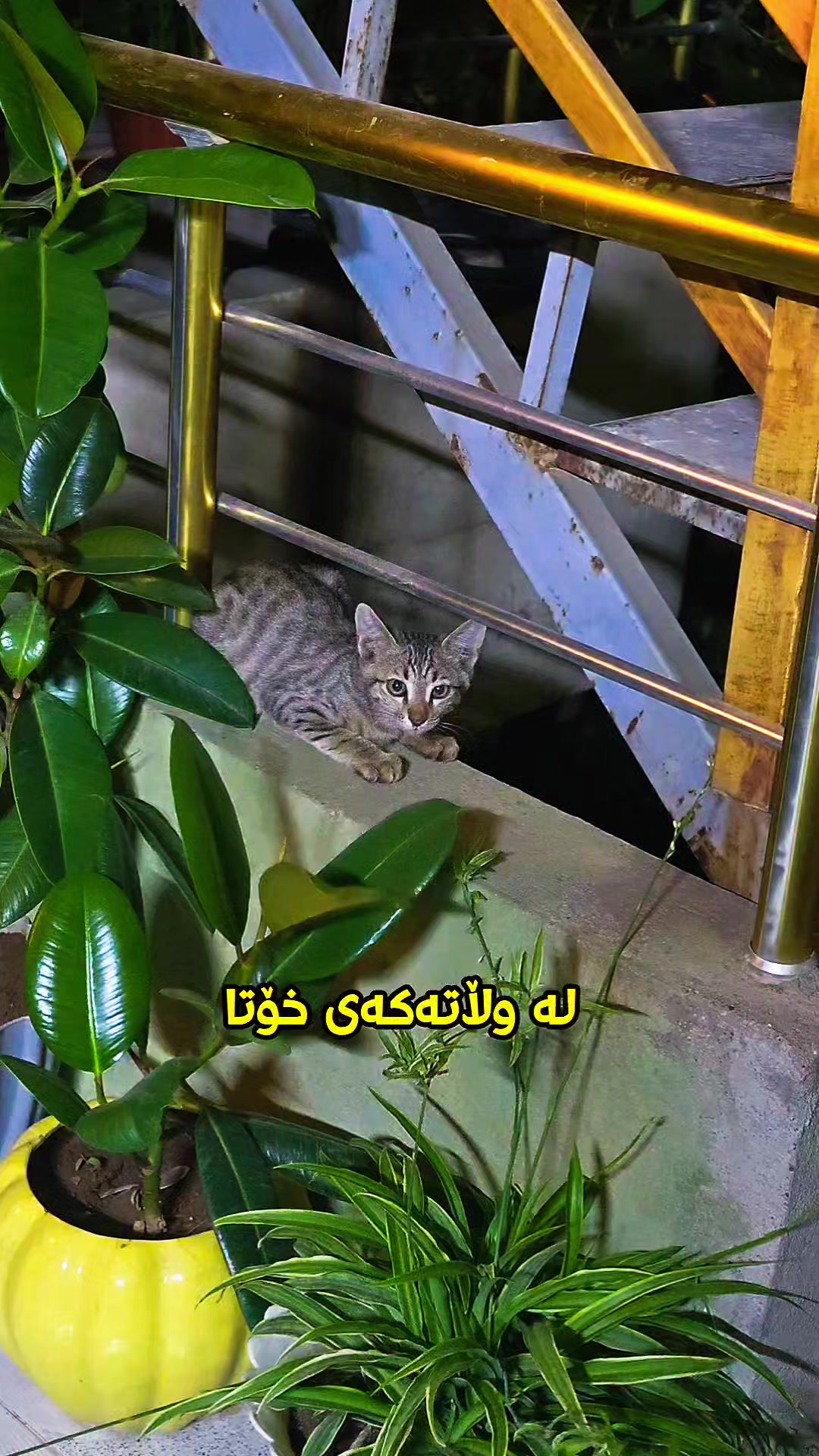 @سێ پشیلەکە🐾
