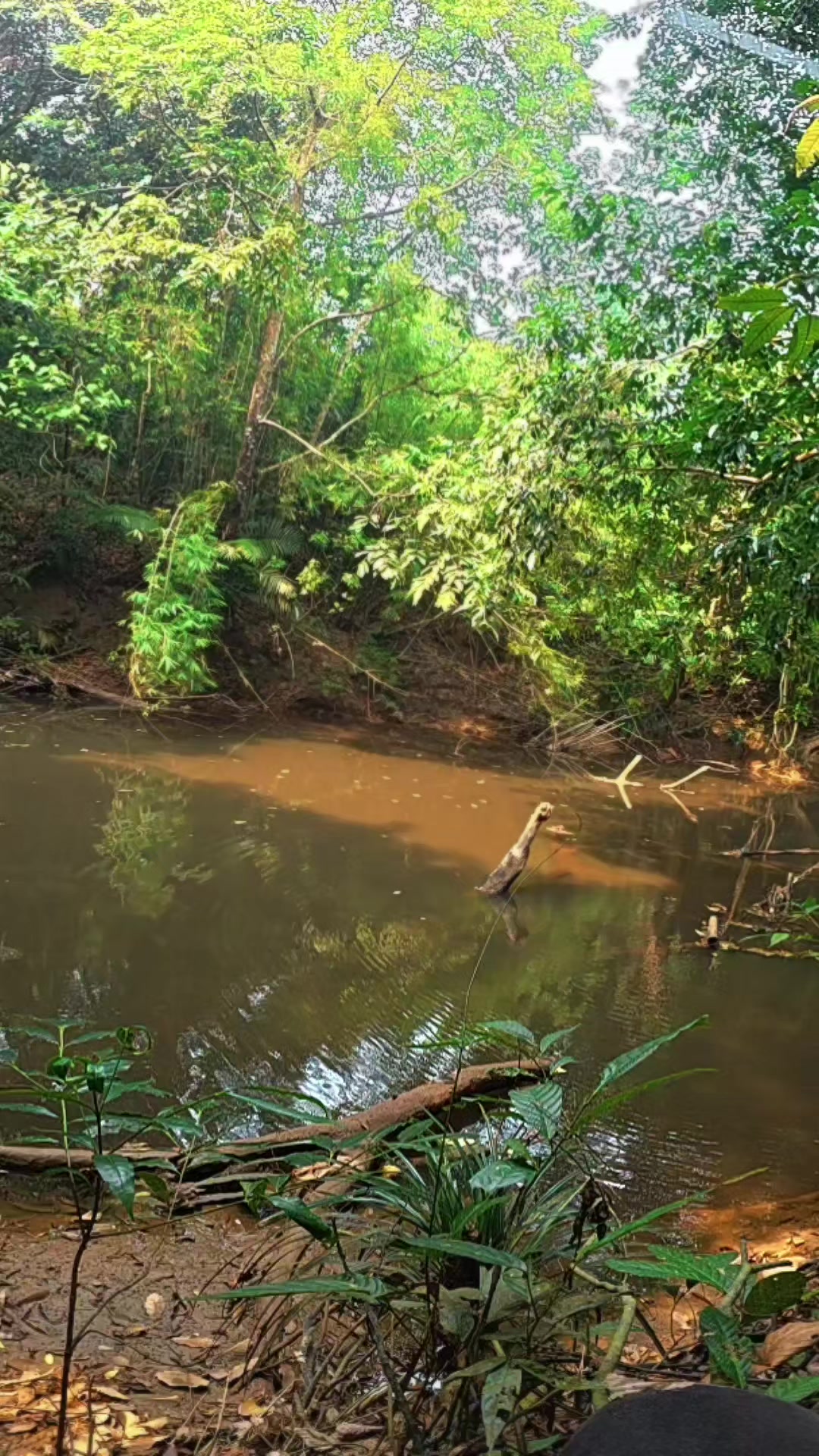@Damz Strike Fishing