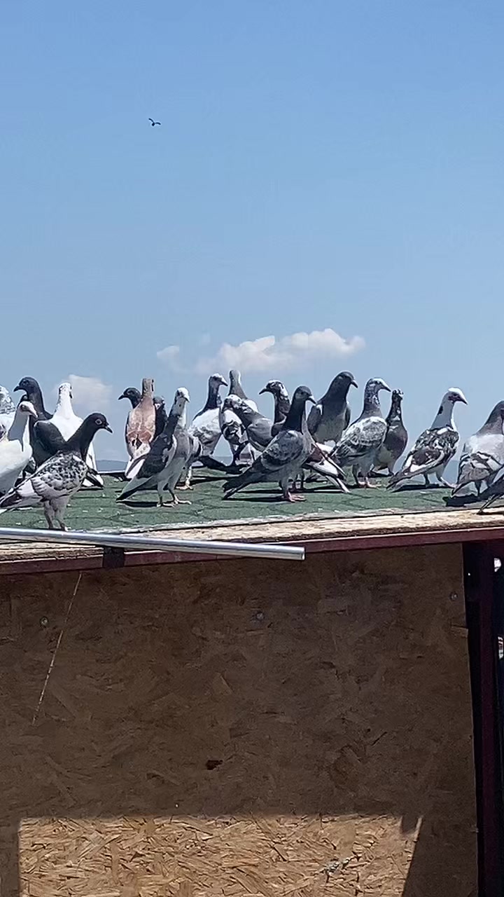 @🔥KAROCU KARDEŞLER 🔥