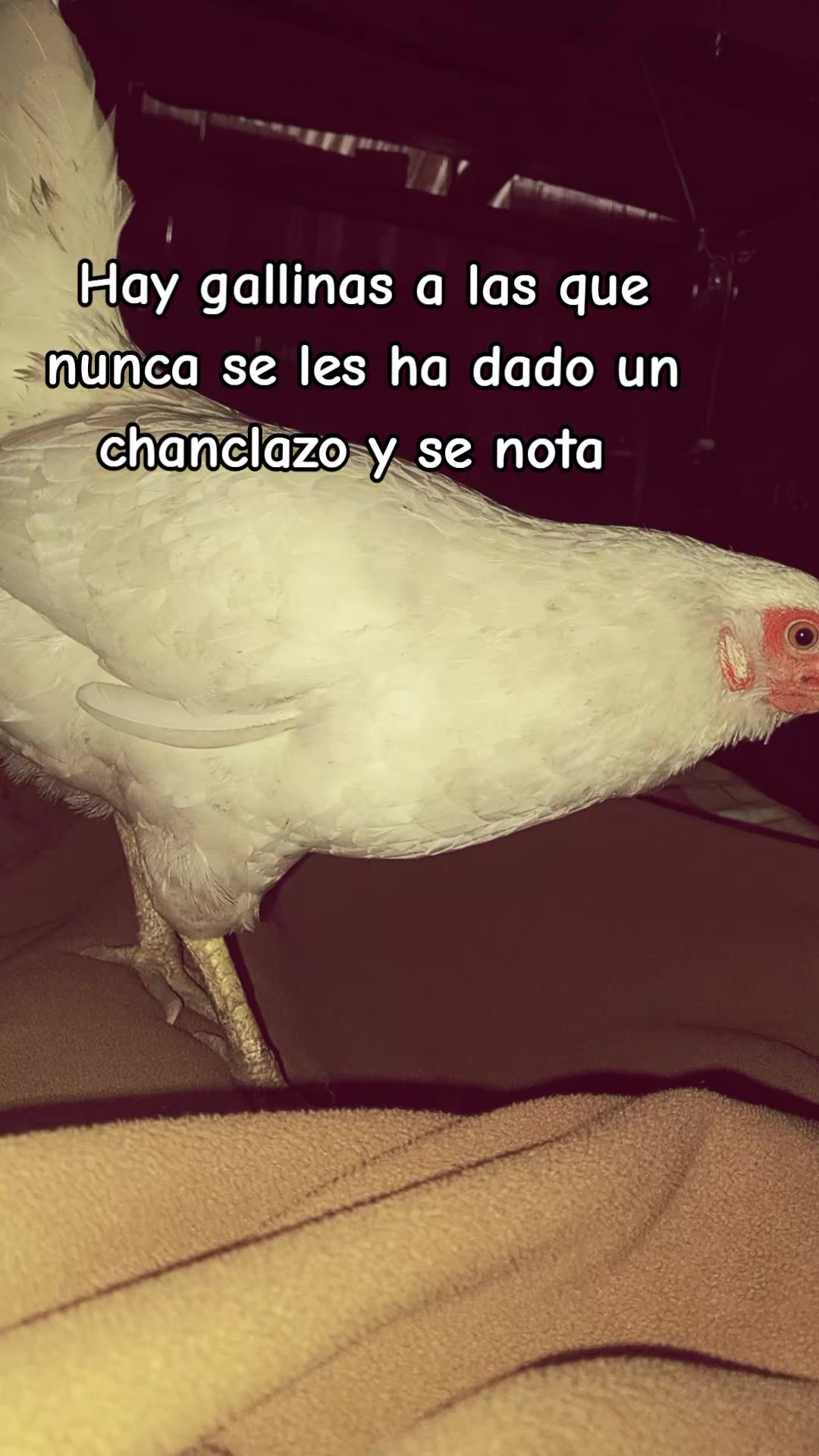 @๐๐๐๐ฃ๐๐๐ช