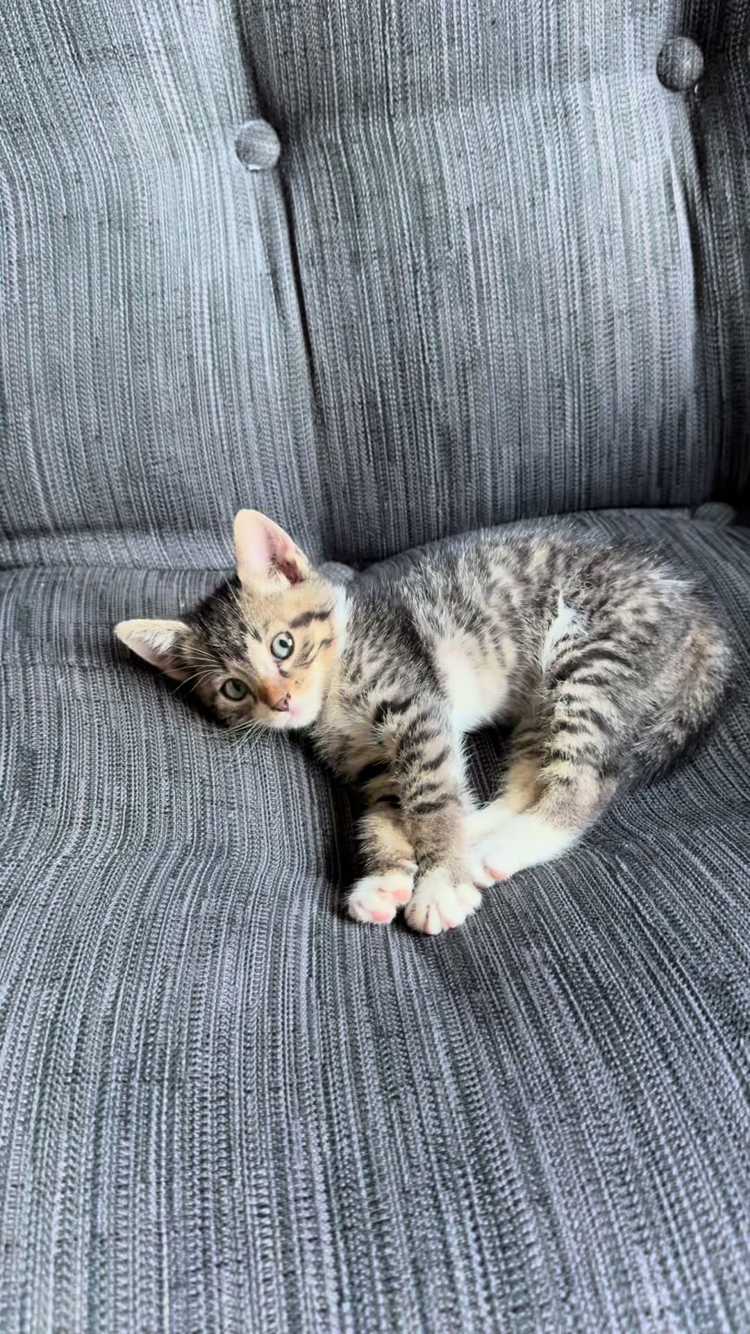 @Sladja🐱