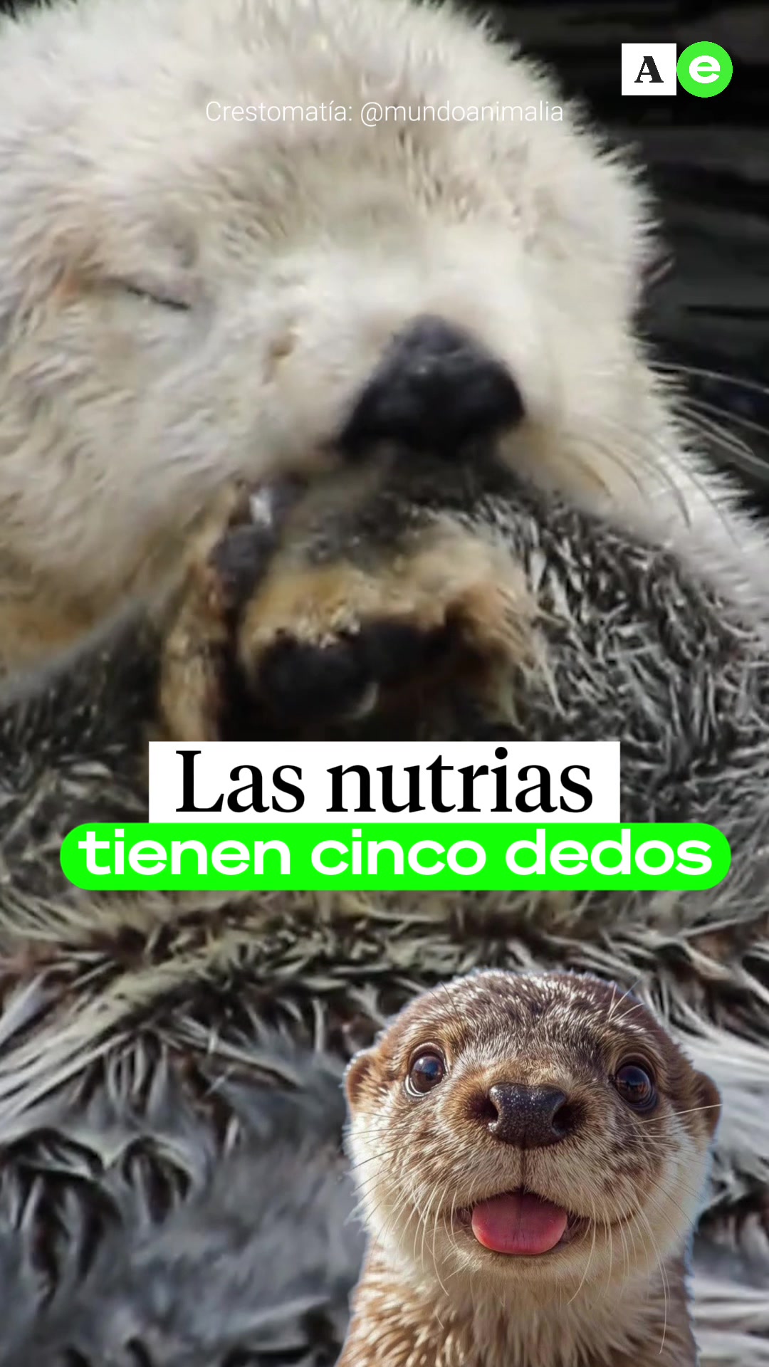 @Ahora Entiendo