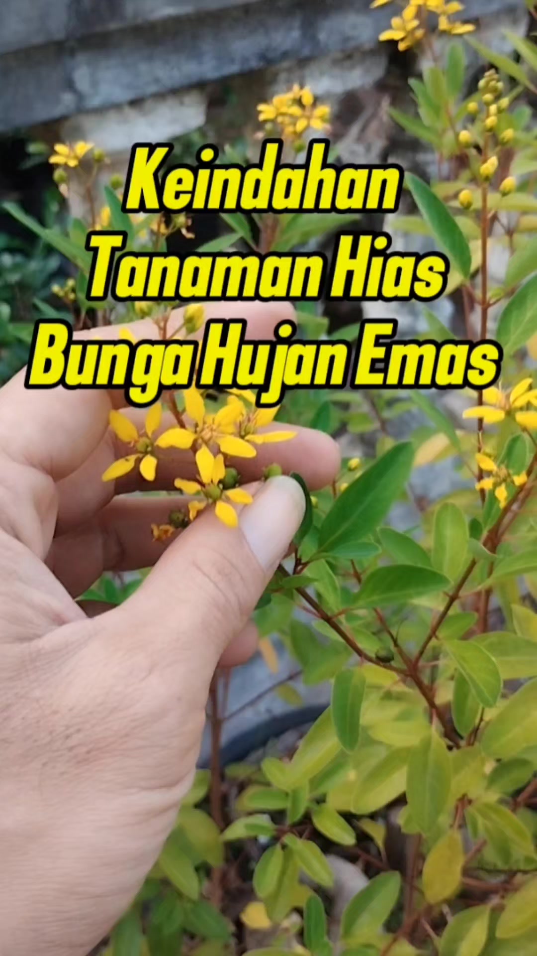 @Bukit Farming