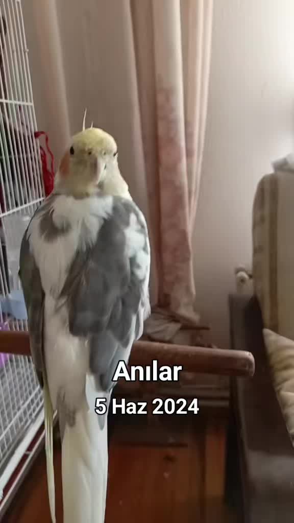 @&Ccedil;ılgın Borlalı