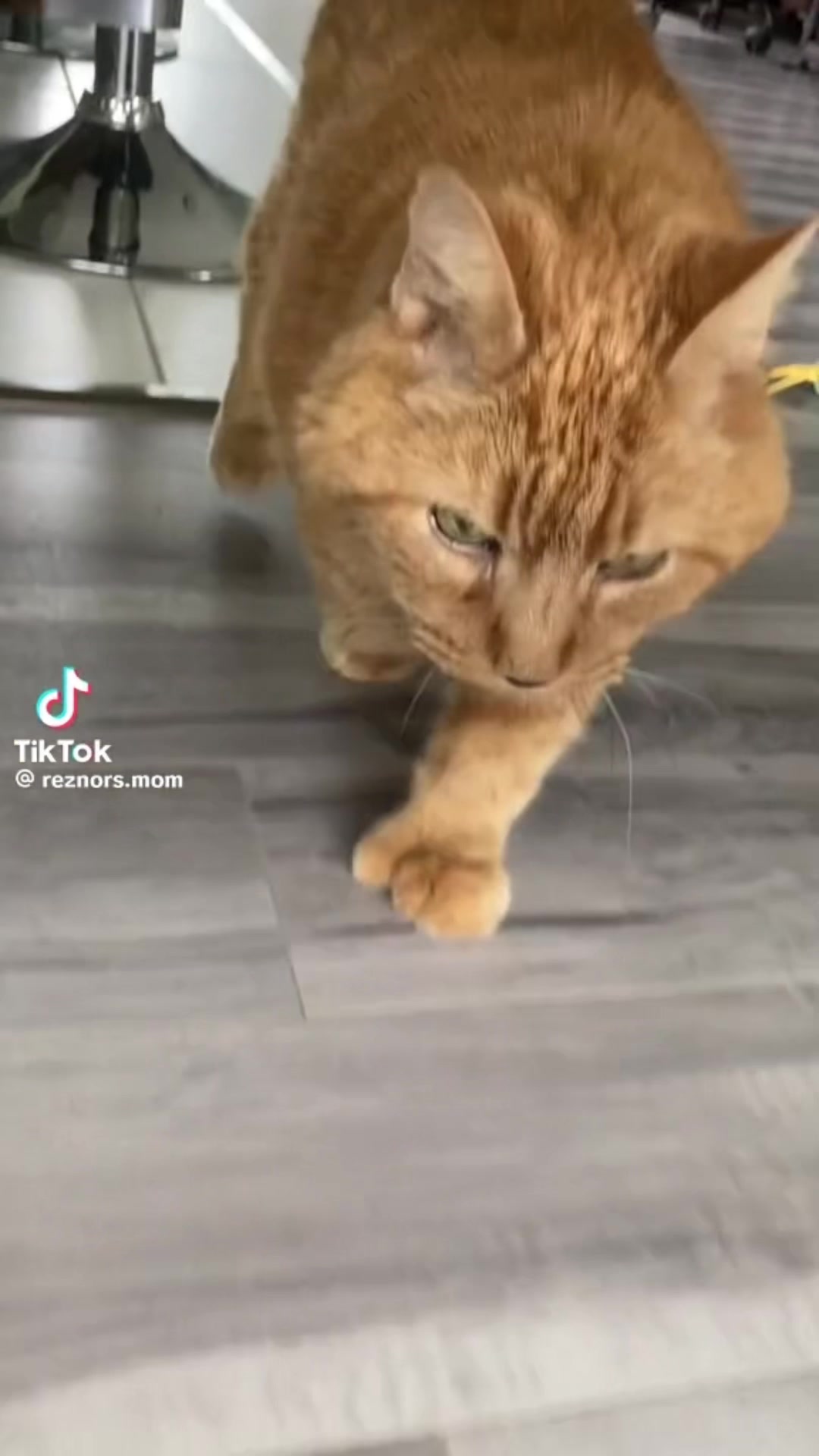@Reznor_the_cat🪽
