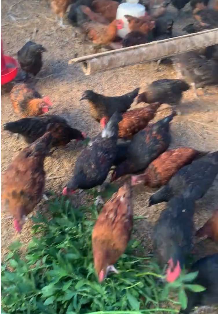 @Poudel Poultry Farm 🐔