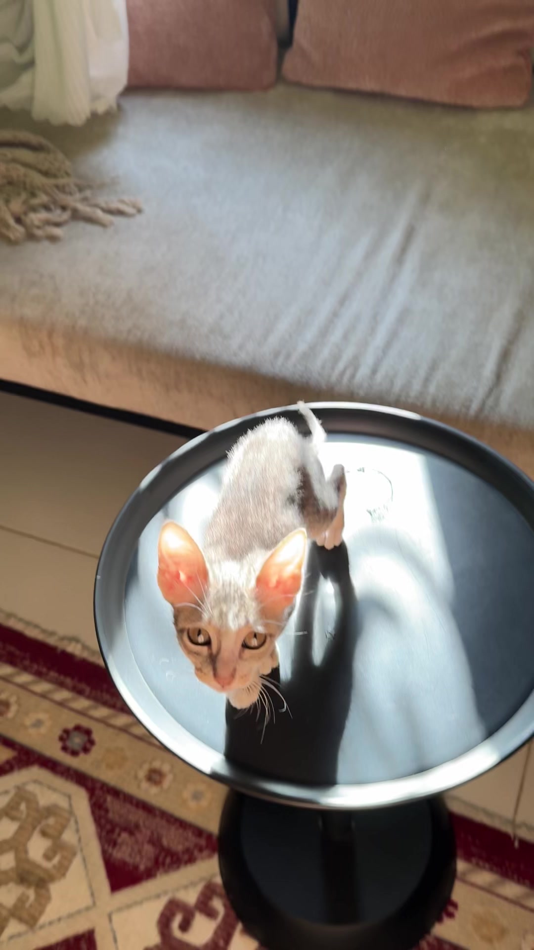 @Lots of cats