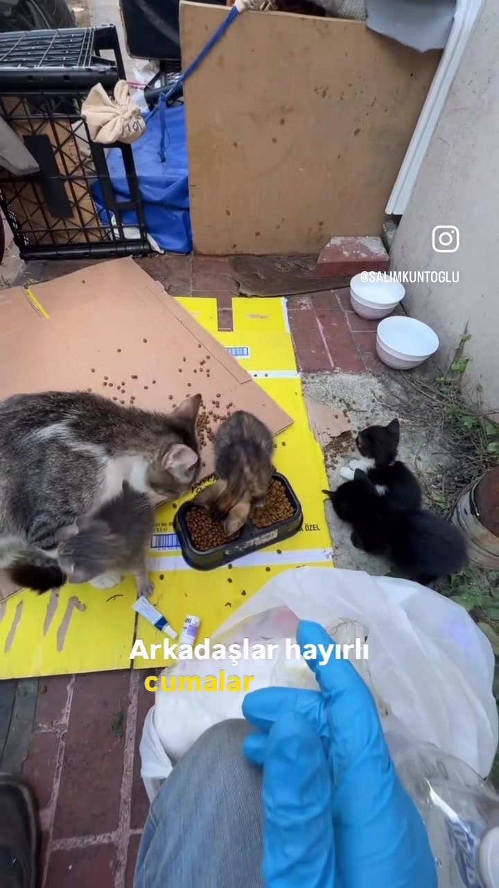 @Salim Kuntoğlu