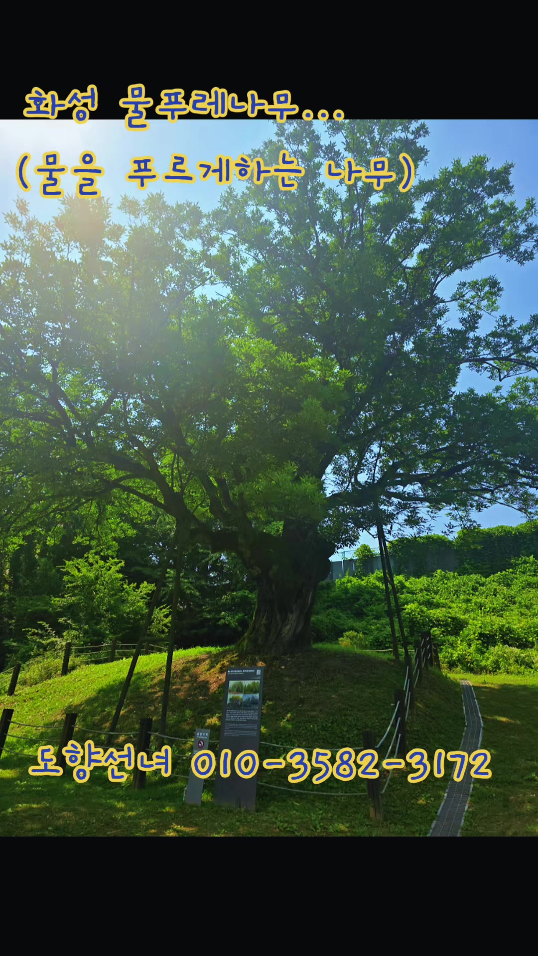 @도향선녀