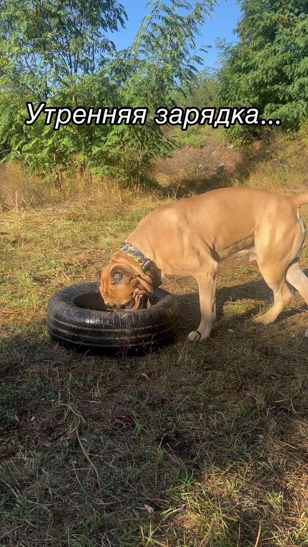 @ДИЗЕЛЬ кане корсо