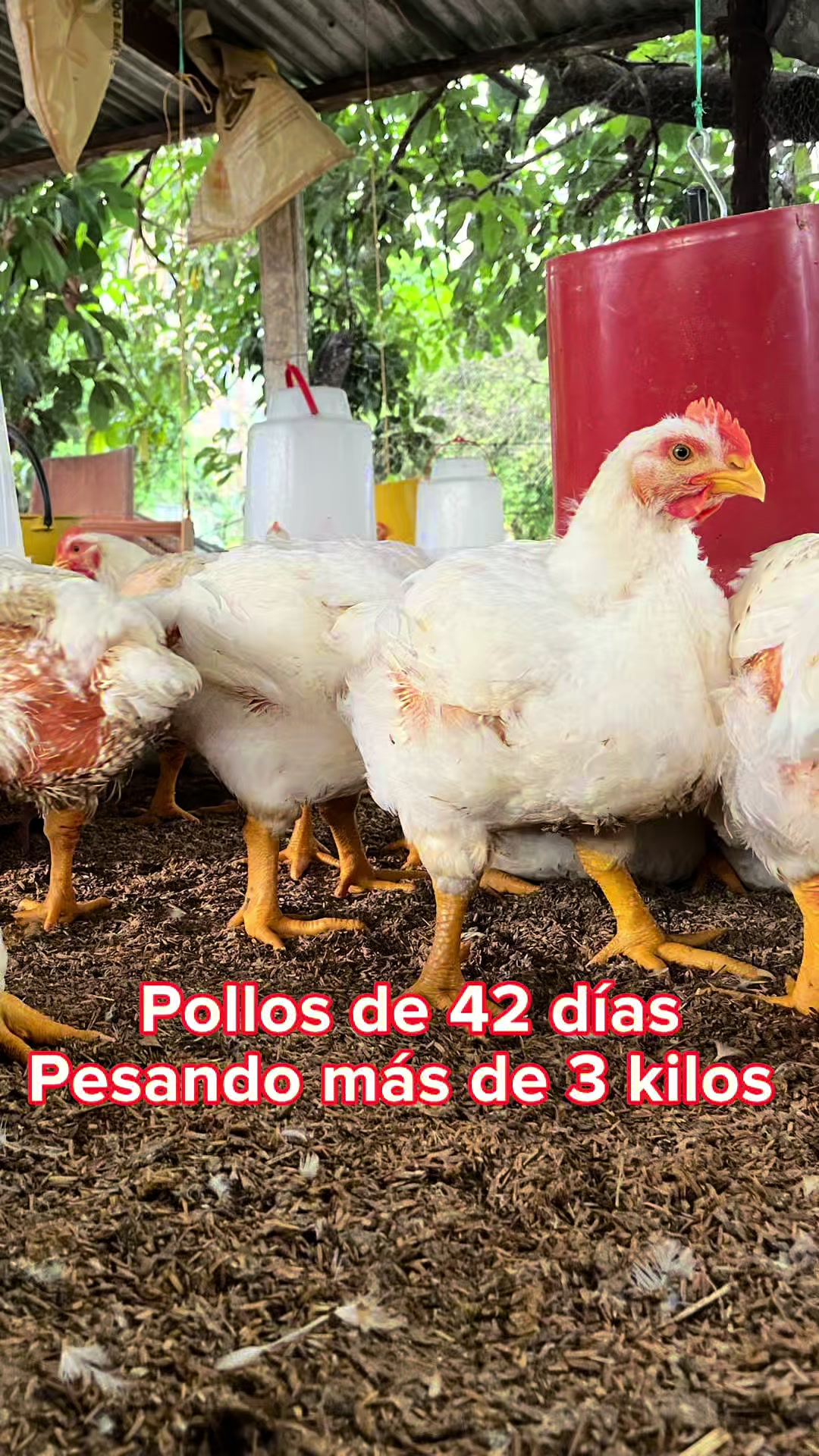@elmagnatedelospollos
