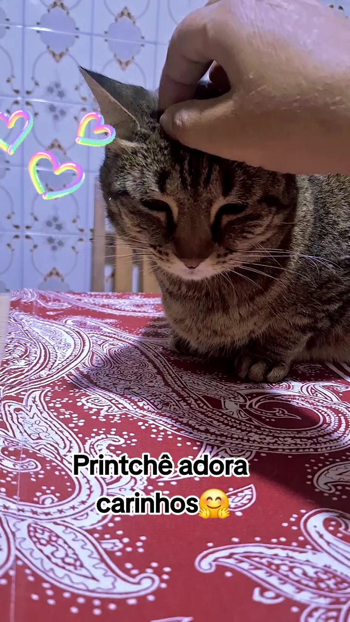 @MagdaAmoAnimais😾🐶🕊🐅🐍🐢🦜