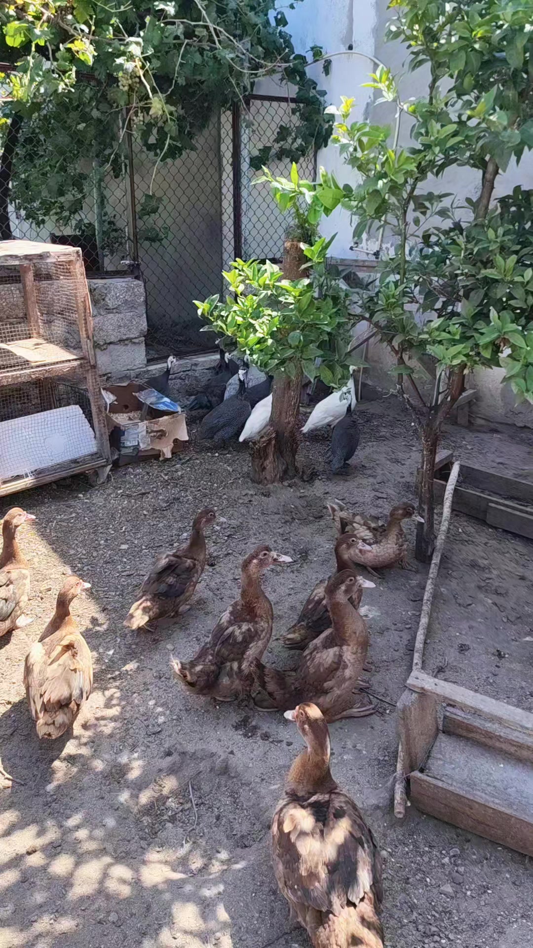 @MAŞTAĞA_QUŞCULUĞ