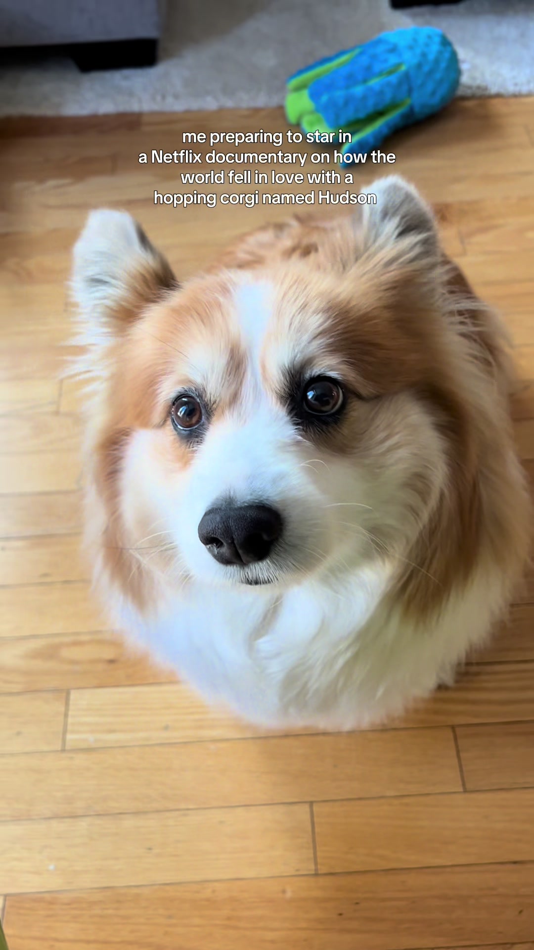 @hudsonthefluffycorgi